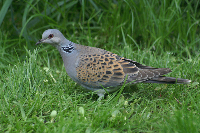 Turtle dove in grass