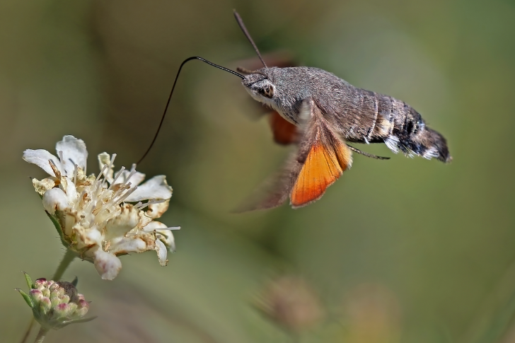 A Hummingbird Hawkmoth feeding on a flower