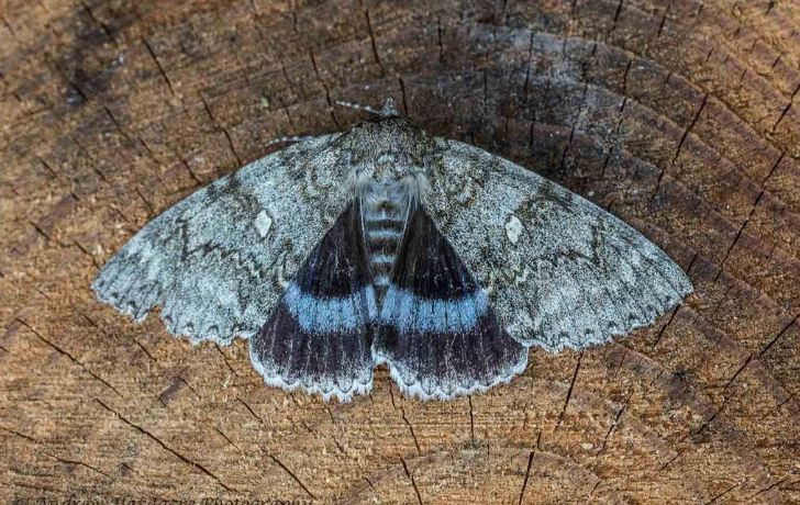 Clifden nonpareil moth