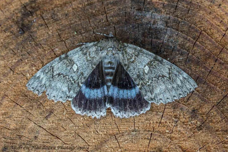 Clifden nonpareil moth