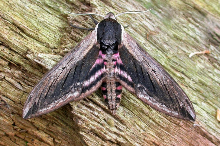 Privet Hawk-moth