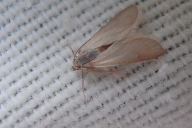 A water veneer moth