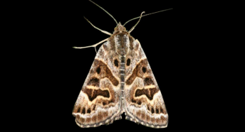 Mother Shipton moth