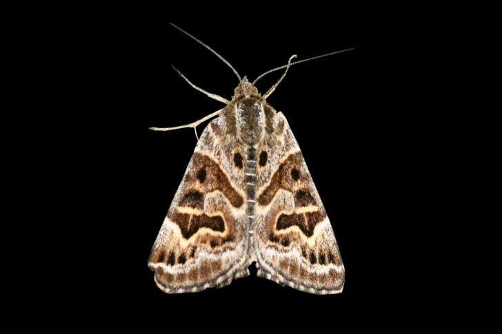 Mother Shipton moth