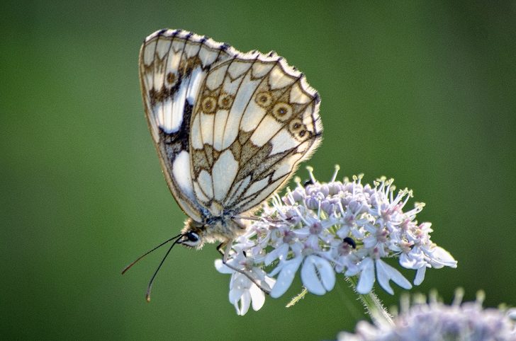 White butterfly with striking black lines across its wings