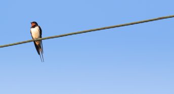 Swallow on wire