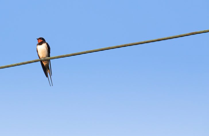 Swallow on wire