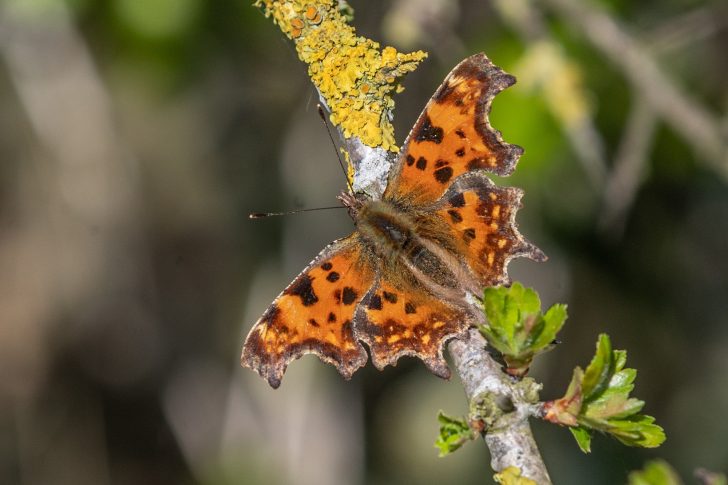 A orange butterfly with speckled wings with 'frilly' edges