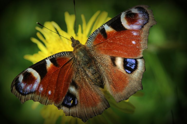 A peacock butterfly with wing markings emulating eyeballs