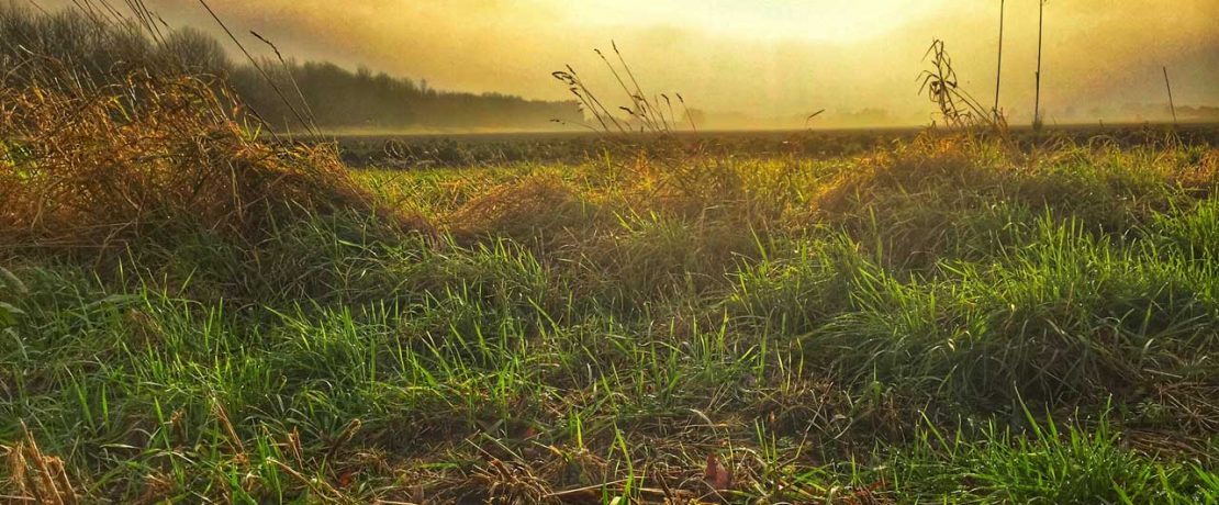 Boggy grass at sunrise