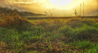 Boggy grass at sunrise