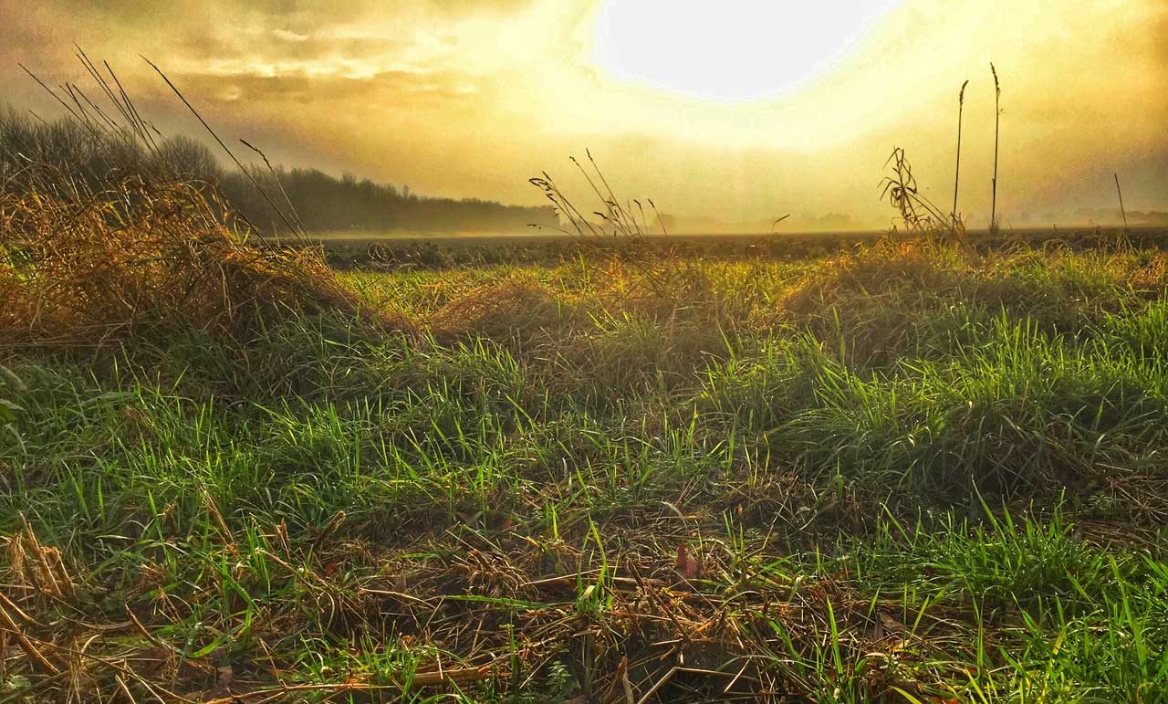 Boggy grass at sunrise