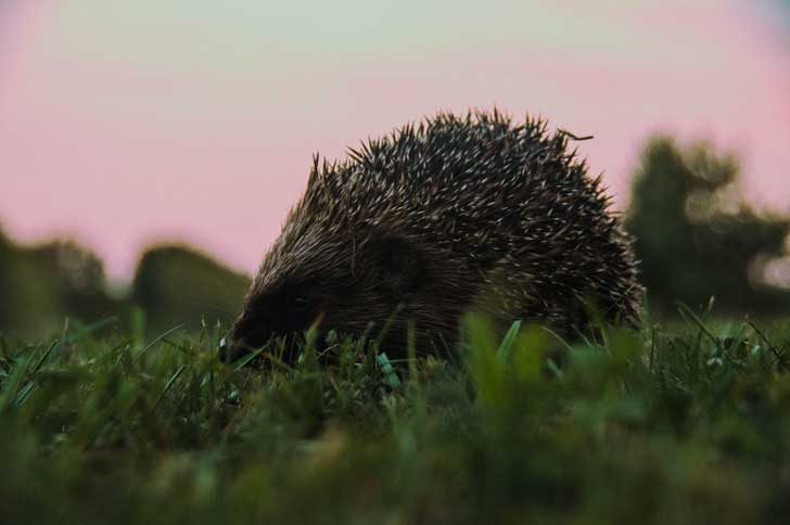 Hedgehog in a twilight evening