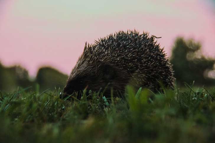 Hedgehog in a twilight evening 