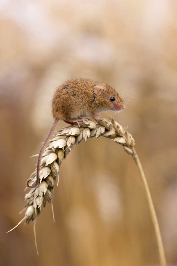 A tiny orange mouse on an ear of corn