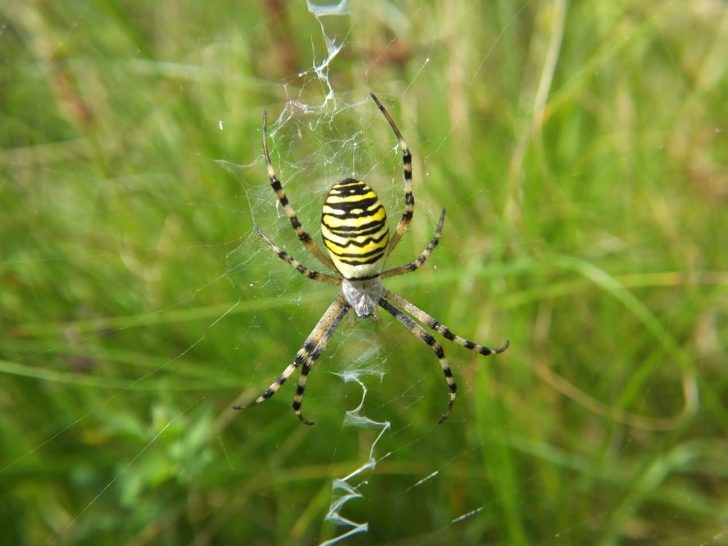 A spider with yellow and black stripes in a web