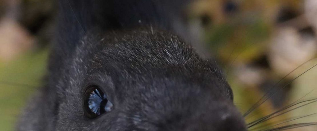 A black squirrel looks closely at the camera