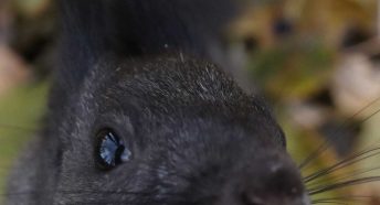 A black squirrel looks closely at the camera