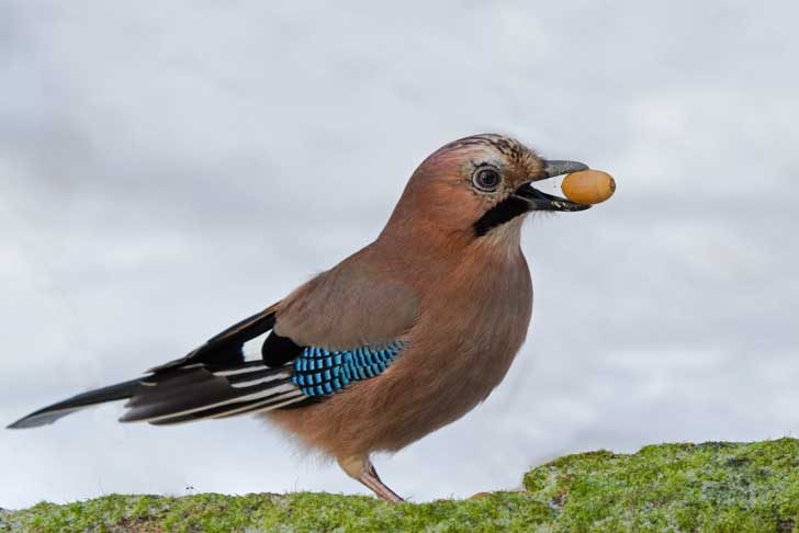 A brown bird with striking wing stripes holds an acorn in its beak