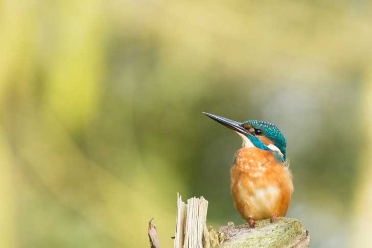A bright kingfisher on a branch