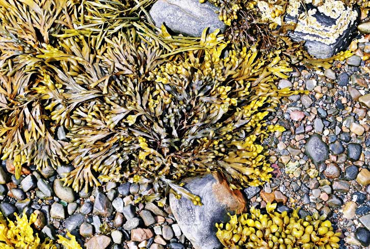 Green 'bubbly' appearing seaweed on a grey pebbly beach