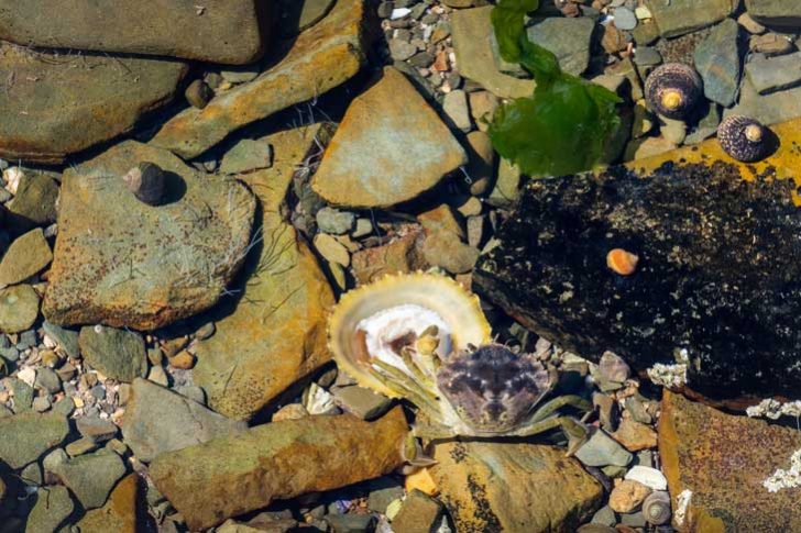 Pebbles, seaweed and a crab in a pool of water