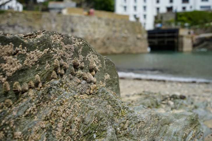 Limpets on a rock with the sea and harbour visible behind