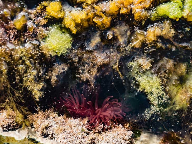 Pinkish sea anemone with fronds