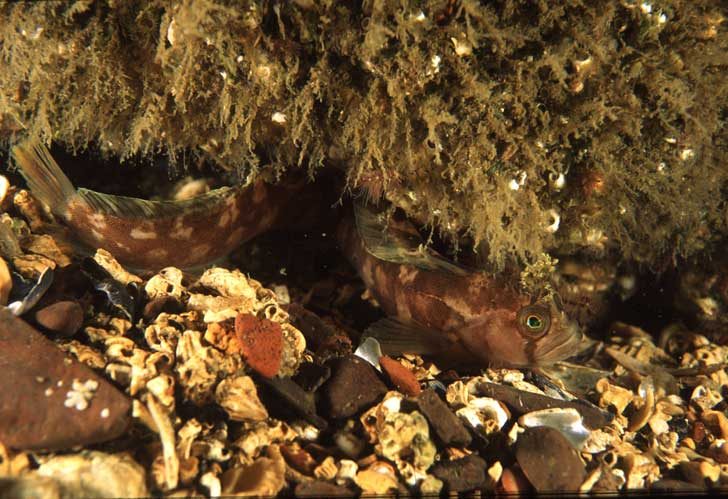 A small fish underwater almost hidden by rocks