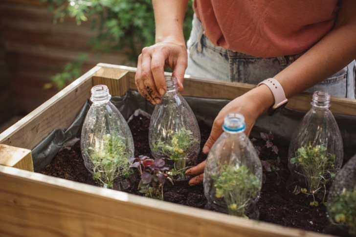 Halved plastic bottles in a soil trough acting as mini greenhouses