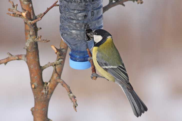Homemade bird feeder with great tit eating from plastic bottle