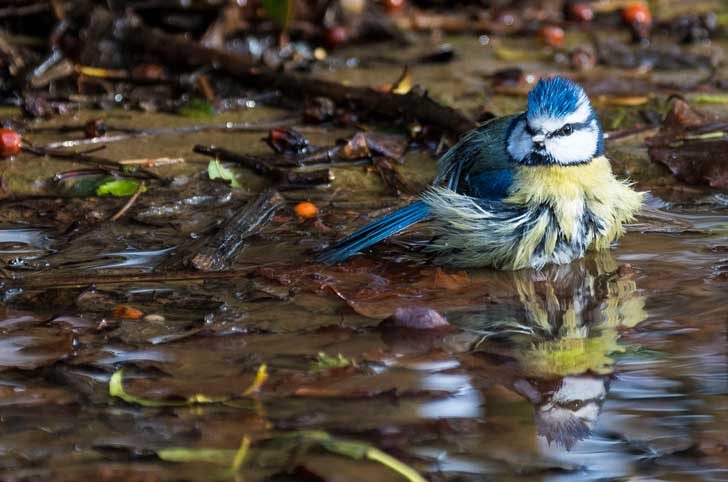 A close up of a blue tit sitting in a wet puddle