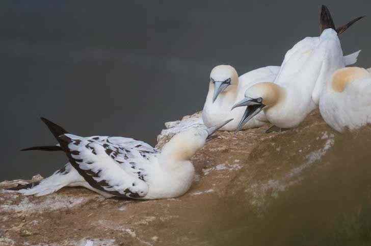 Three white sea birds, two sparring with beaks open