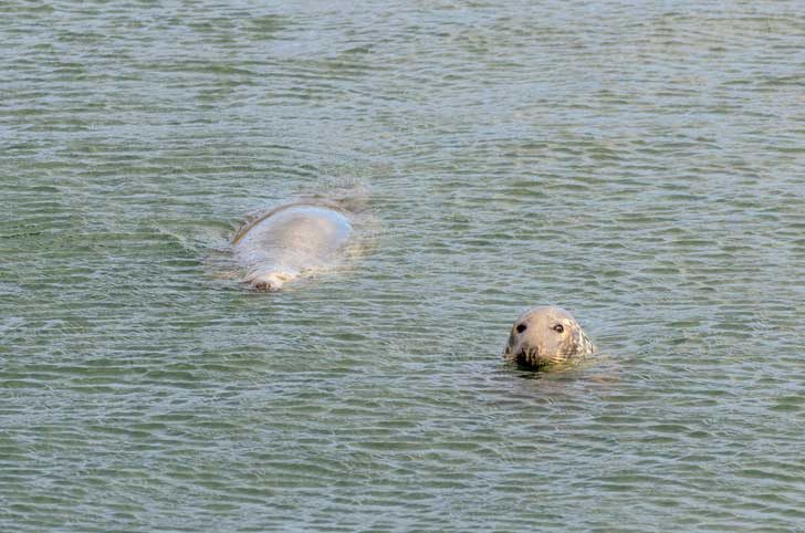A seal head and another one's body outlined against rippled water