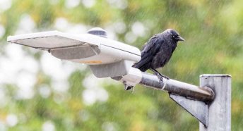 A black bird on a street light in heavy rain