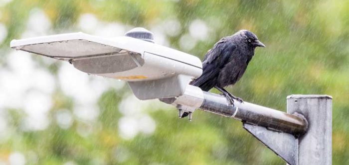 A black bird on a street light in heavy rain