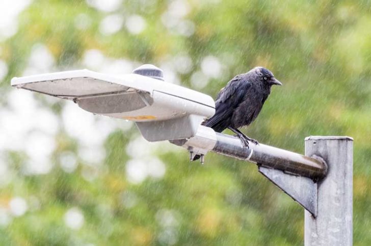 A black bird on a street light in heavy rain