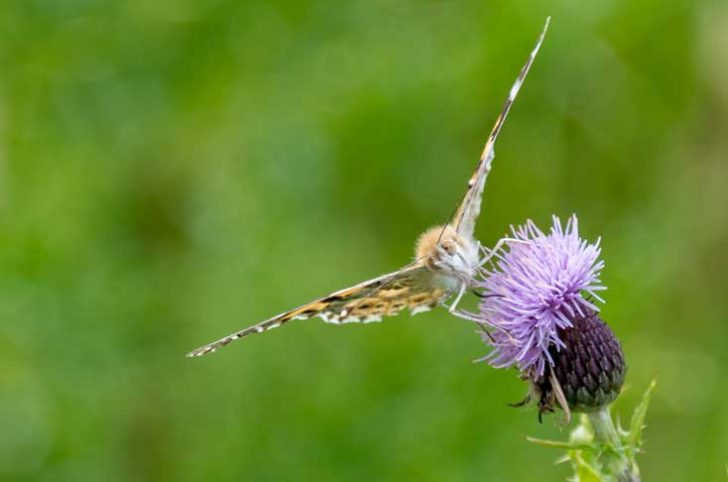 A close up shot of a butterfly with open wings on a purple flower