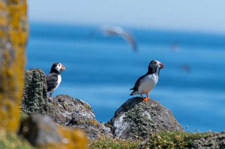 Two puffins, each holding fish in their mouths, on a rocky outcrop