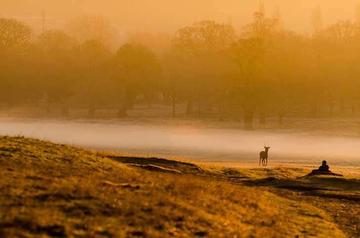 A deer can be seen against misty parkland suffused with morning light
