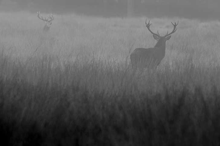 Two deer, with large antlers, can be seen outlined in a grey mist