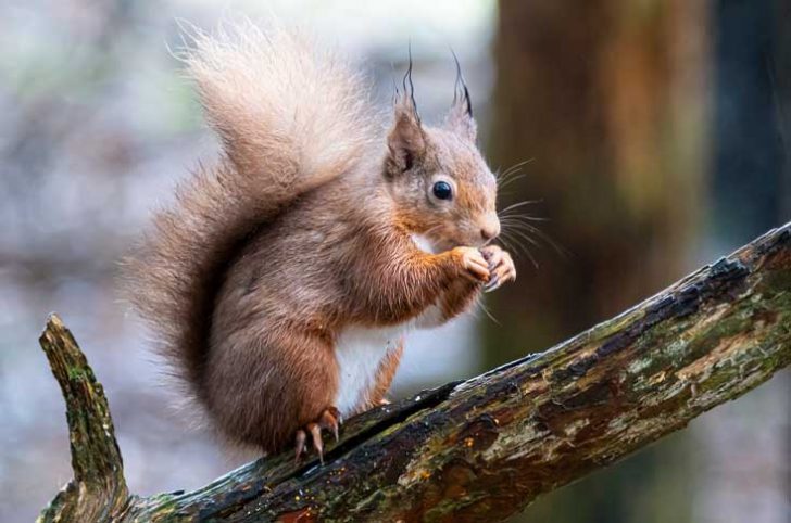 Close up of red squirrel eating