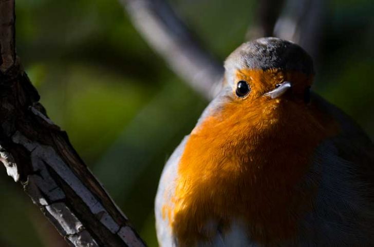 A very close up short of a robin