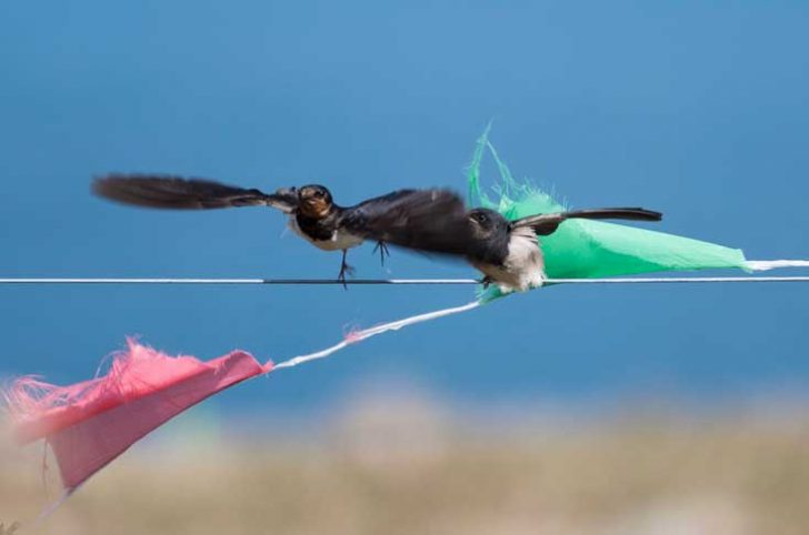 Swallows on a line of bunting, one about to fly
