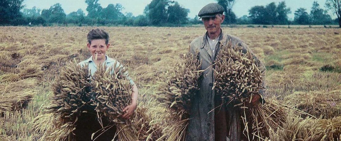 A faded photograph of a man and boy holding sheaves of wheat