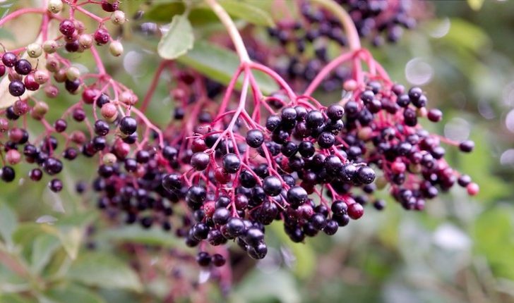 Heavy, small dark purple berries on a branch