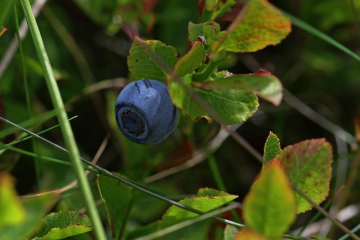 A matte, round deep violet berry on a stem