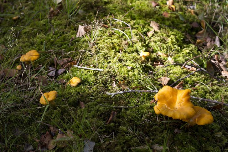 Yellow funnel shaped fungi on a mossy ground