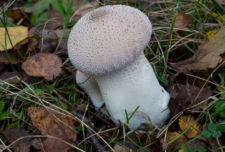 A white mushroom with a spiky head