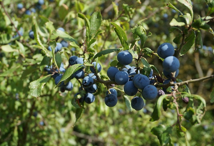 Matte deep blue berries hanging on a leafy stem